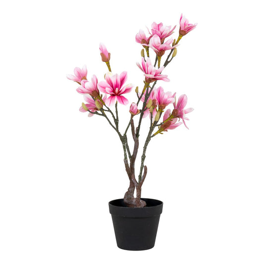 Magnoliaboom - Groen, Roze